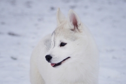 Hope - Wspolne zabawy szczeniat 11 tygodni